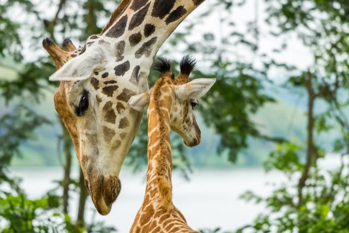 Why & where should you safari in KwaZulu Natal?