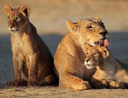Cape to Kalahari Self-drive