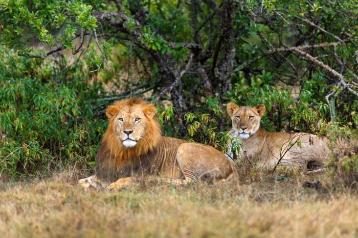 Kenya-Ol-Pejeta-lions-tree-Kenya-SS-700