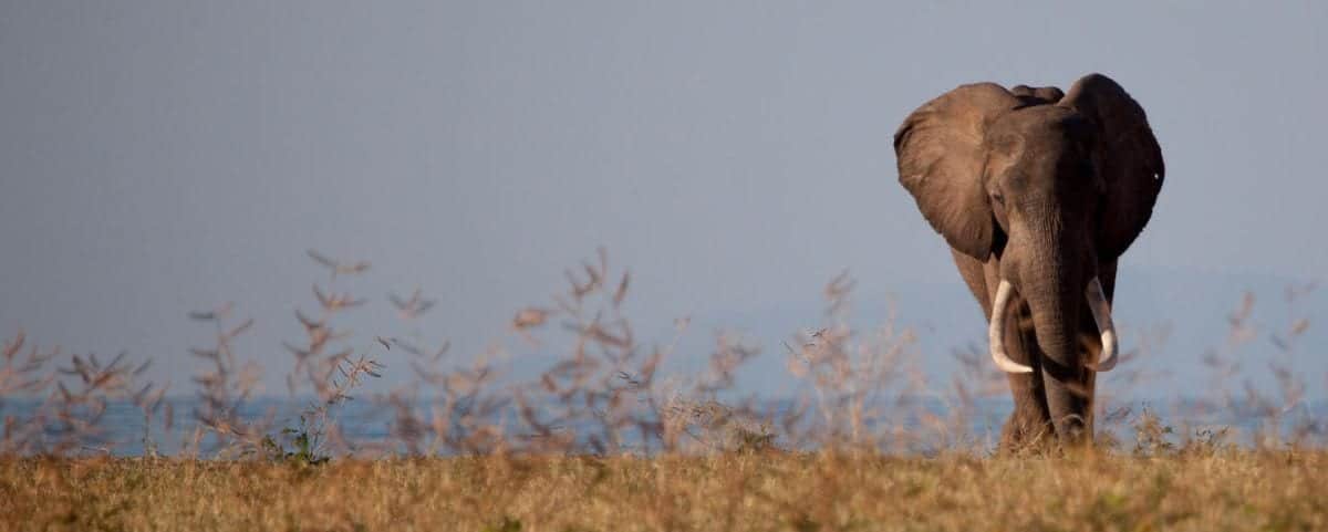 Botswana vs Zambia vs Zimbabwe comparison - elephant on the savanna plains