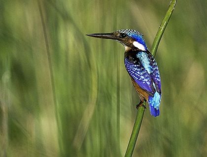 Birding in Malawi - Liwonde National Park