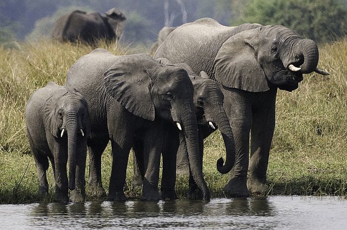 Malawi safari costs - Liwonde Park Malawi Mvuu Elephant