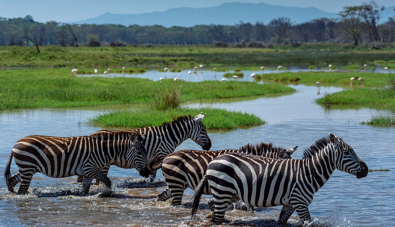 Botswana vs Zambia vs Zimbabwe comparison - zebra on Zambezi River