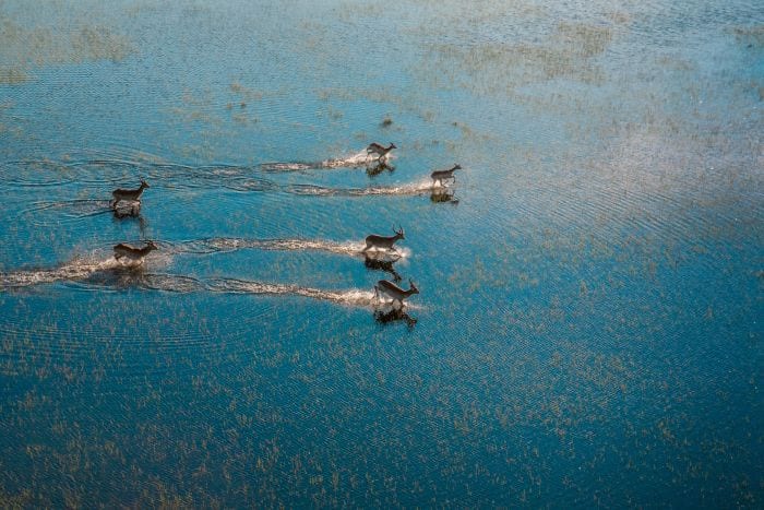 Why does the Okavango Delta flood?