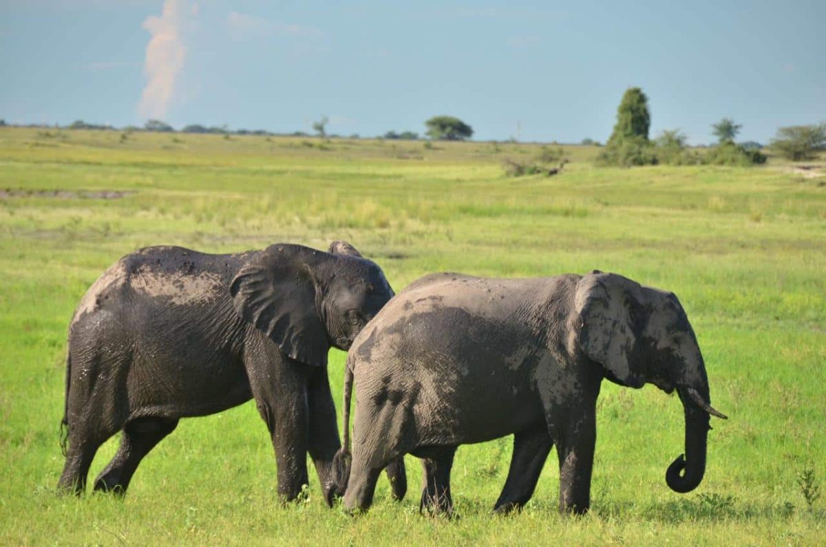 Cedarberg Travel | Ngoma Safari Lodge