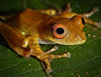 Rainforests, Mountains & Beaches of Southern Madagascar