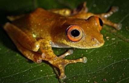 Rainforests, Mountains & Beaches of Southern Madagascar
