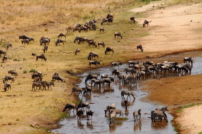 Tanzania-Tarangire-Wildebeest-And-Zebra-Gather