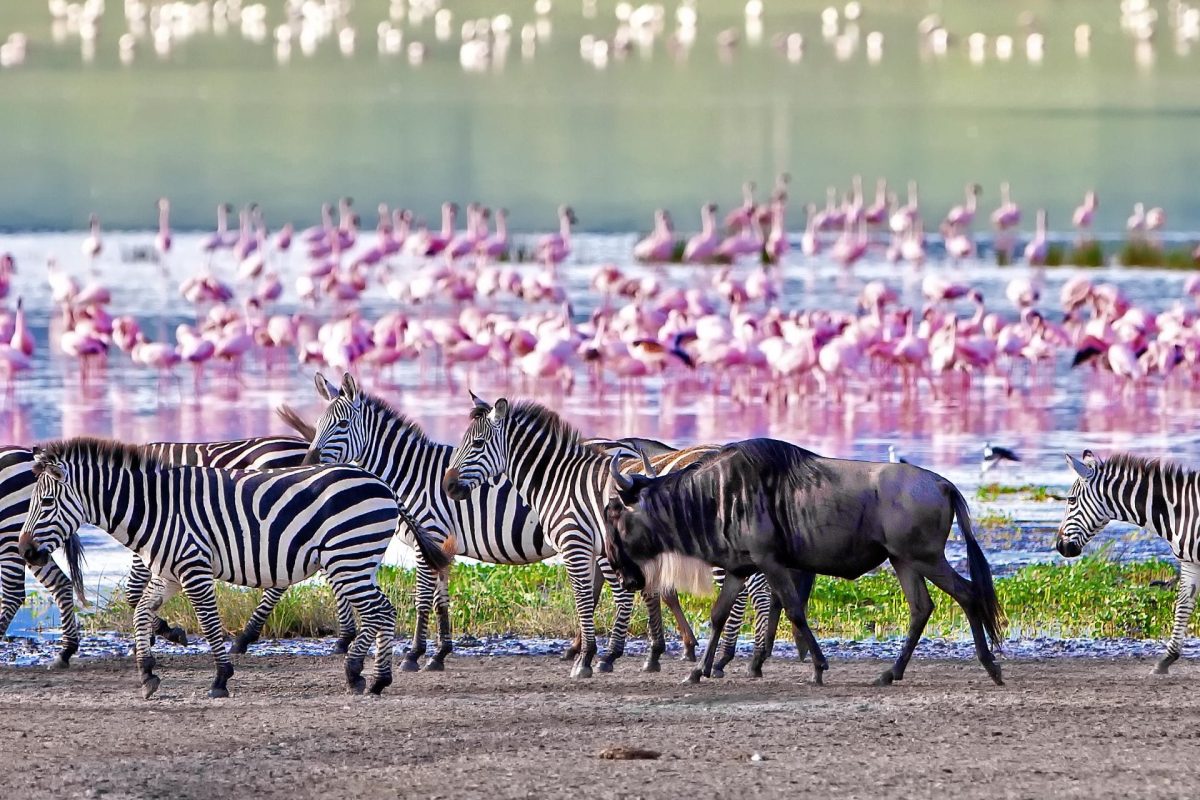 Cedarberg Travel | Northern Tanzania Highlights & Zanzibar