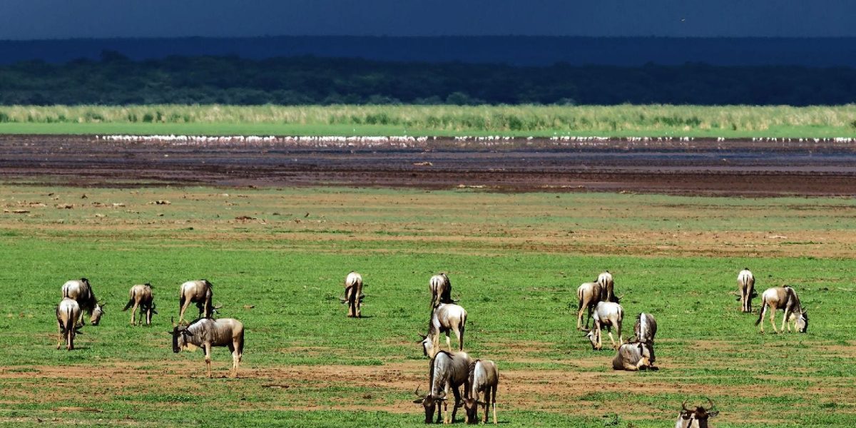 Cedarberg Travel | East Africa Spectacular Fly-in Safari Offer