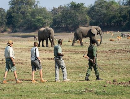 South Luangwa Safari with Bushcamp Company