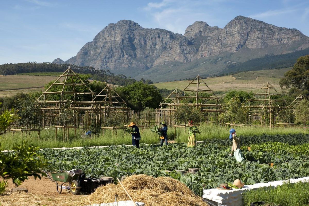 Cedarberg Travel | Babylonstoren Hotel & Wine Estate