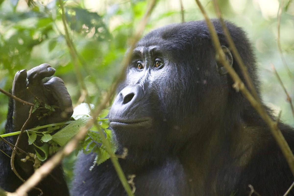 Cedarberg Travel | Bwindi Lodge