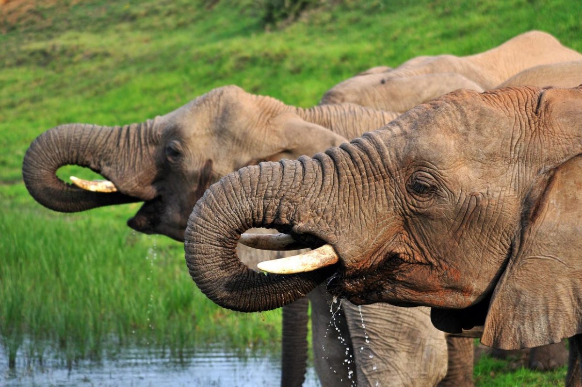 Cedarberg Travel | Eastern Cape Safari at Kariega