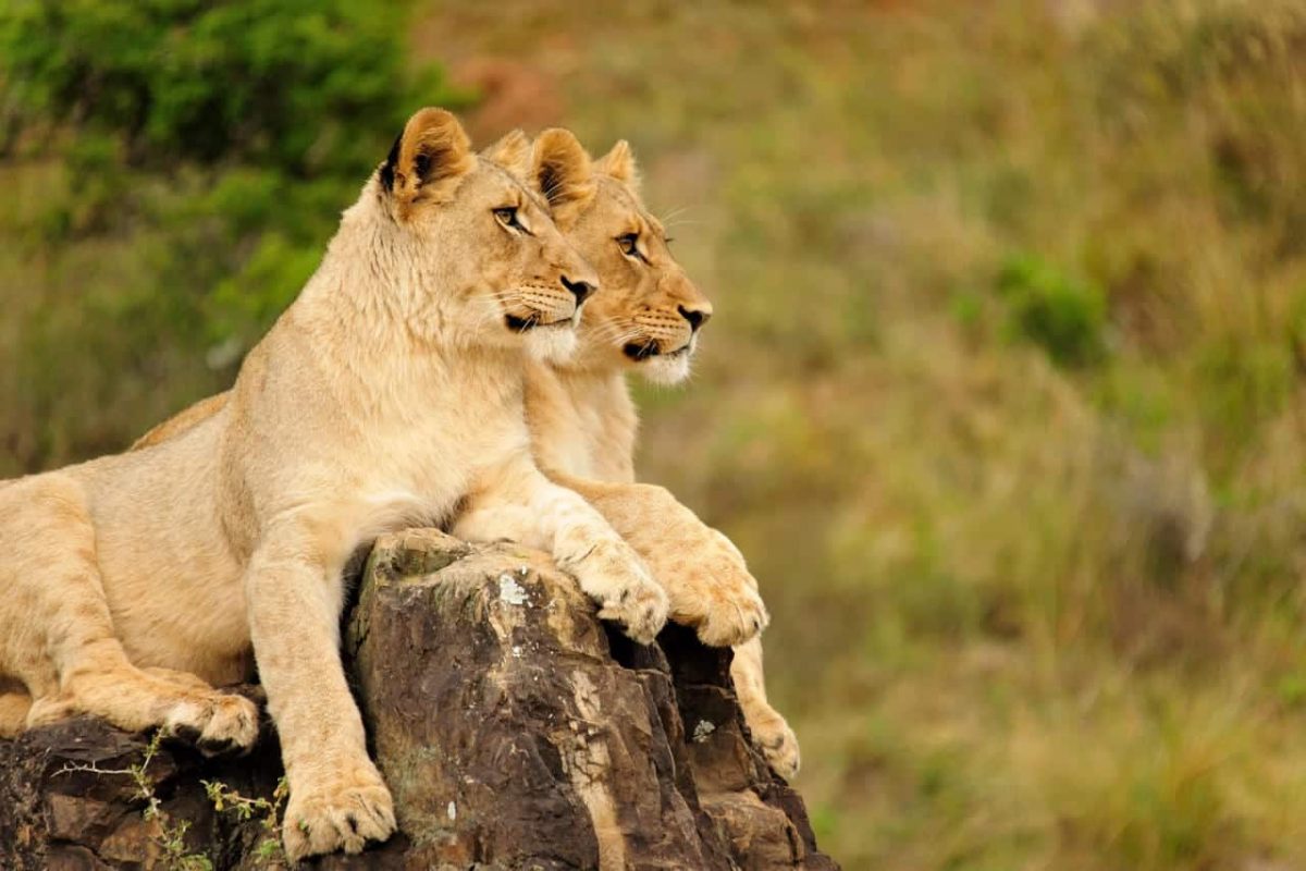 Cedarberg Travel | Eastern Cape Safari at Kariega