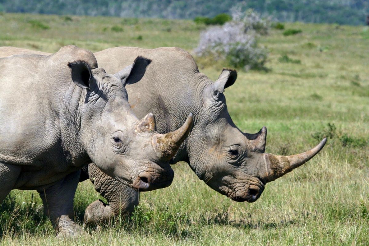 Cedarberg Travel | Eastern Cape Safari at Kariega