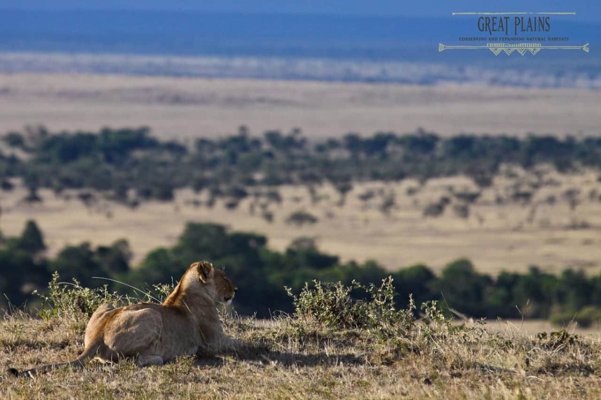 Cedarberg Travel | Mara Plains Camp