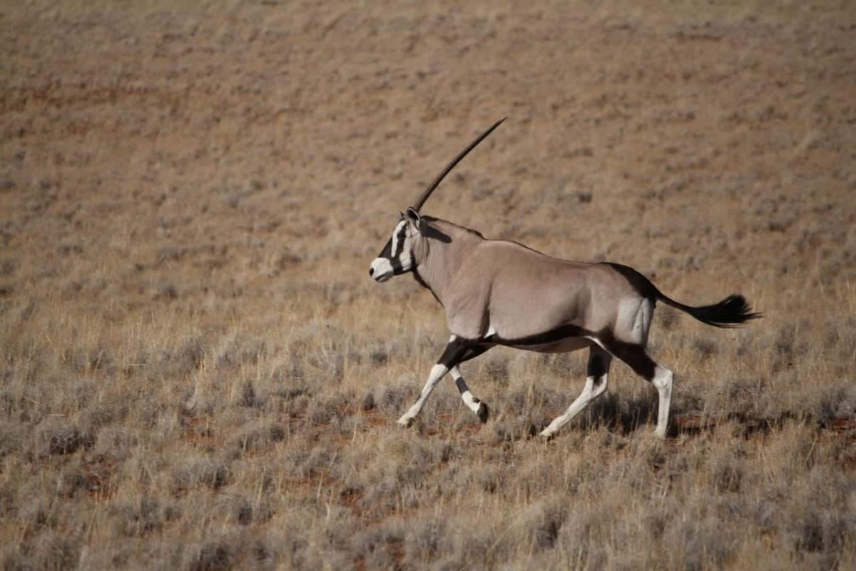 Cedarberg Travel | Namibia Fly-In with Skeleton Coast