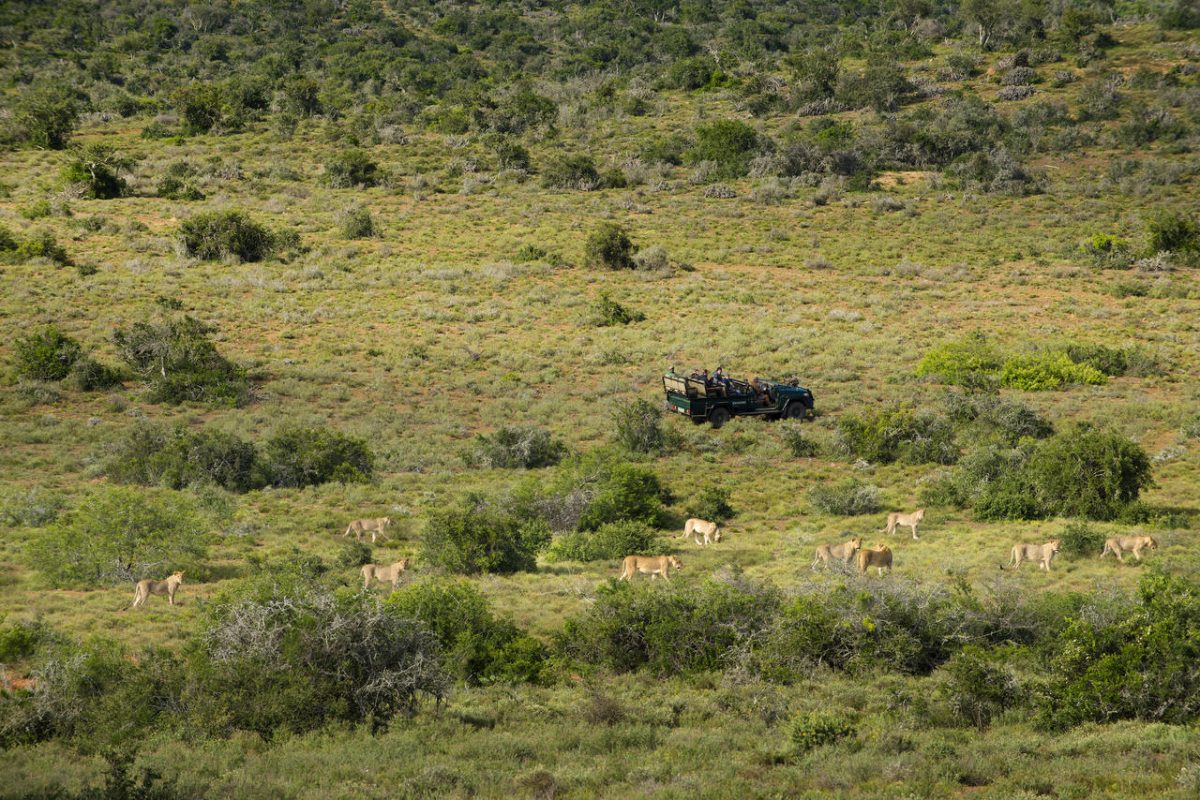 Cedarberg Travel | Kwandwe Great Fish River Lodge