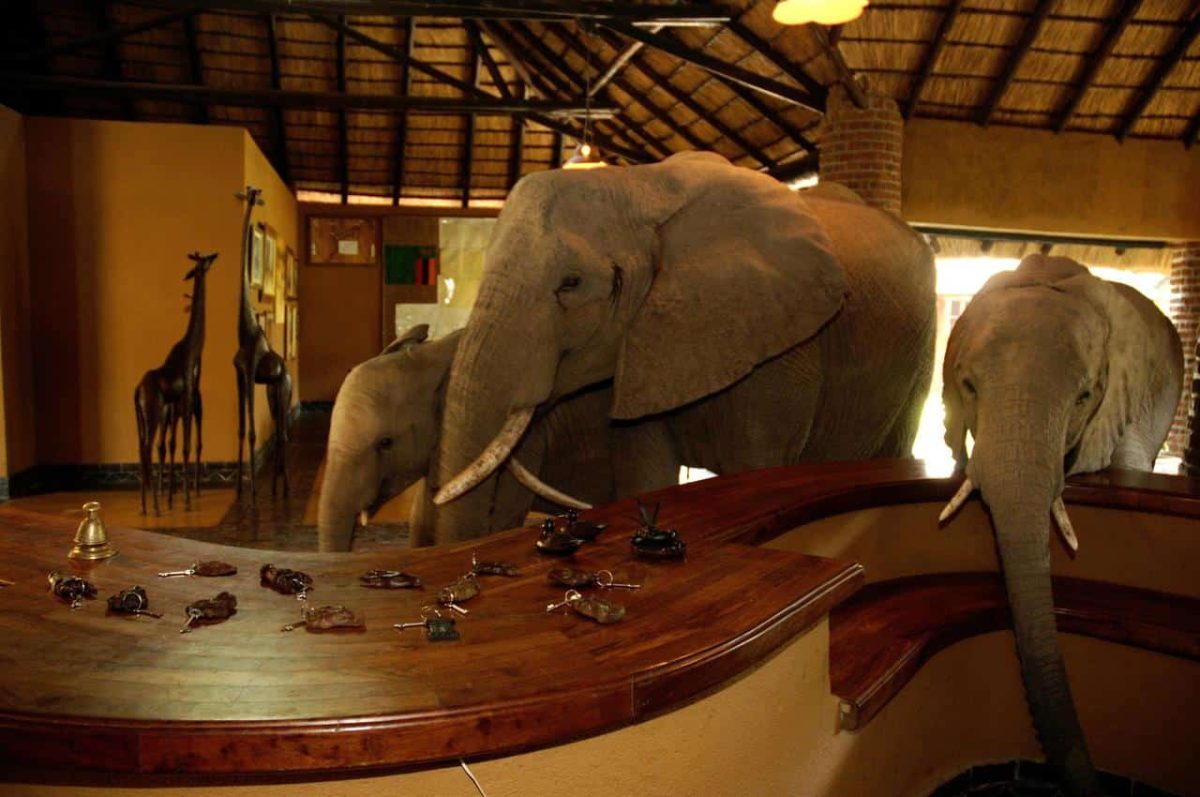 Cedarberg Travel | Mfuwe Lodge