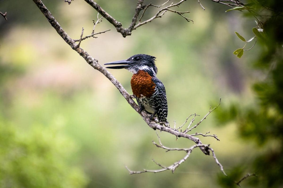 Cedarberg Travel | Singita Sweni Lodge
