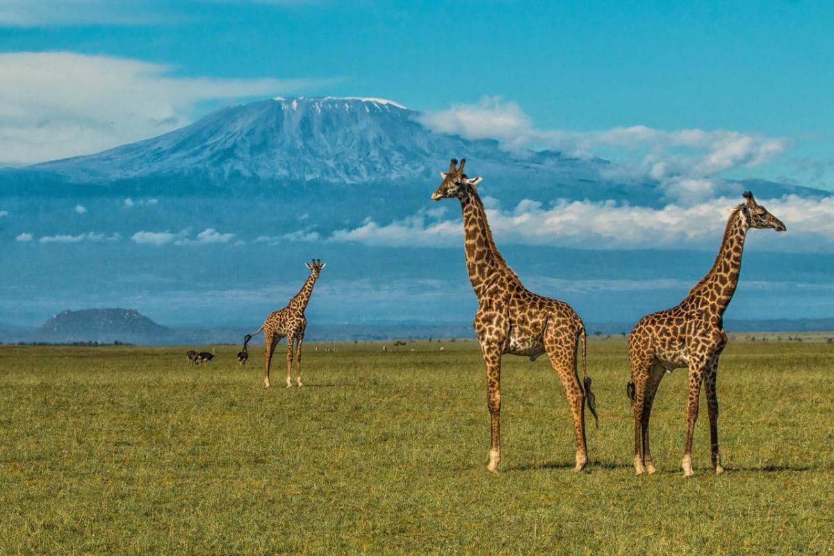 Cedarberg Travel | Ol Donyo Lodge