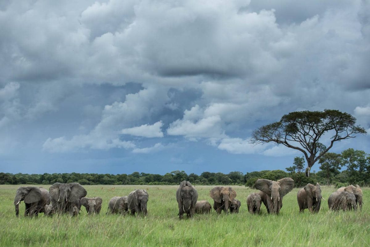 Cedarberg Travel | Ila Safari Lodge