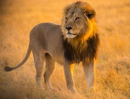Best of Botswana & Victoria Falls