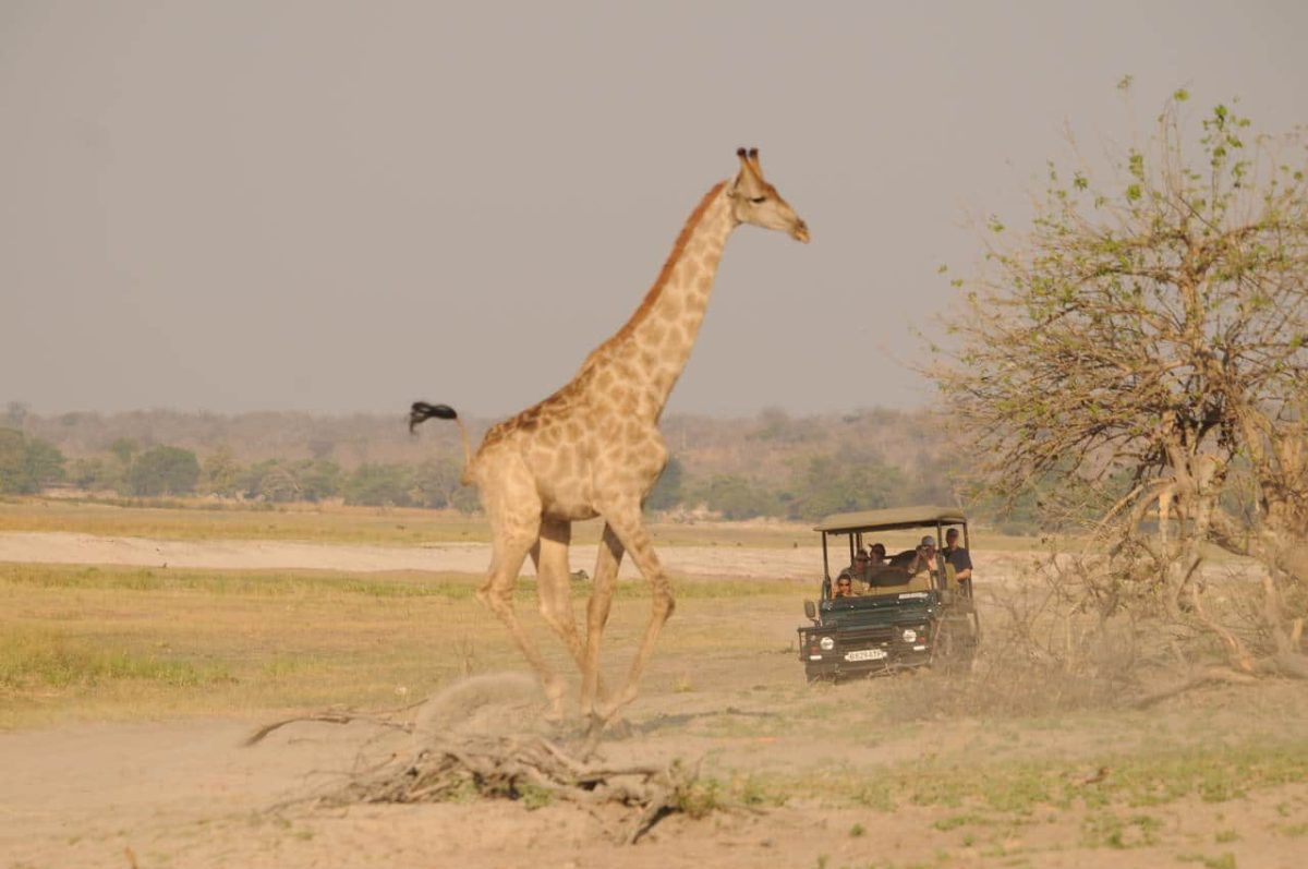 Cedarberg Travel | Ngoma Safari Lodge