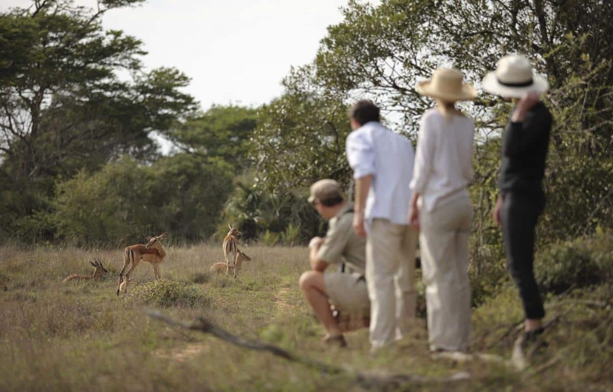 Cedarberg Travel | andBeyond Phinda Vlei Lodge