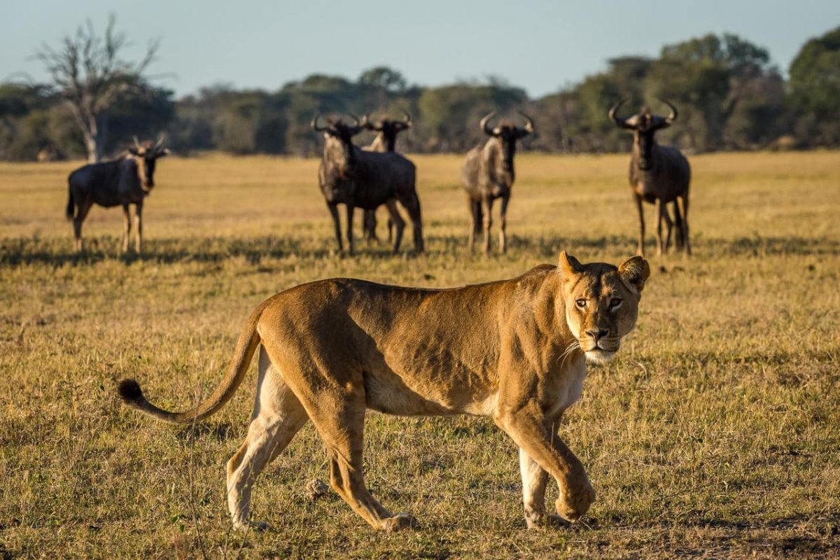 Cedarberg Travel | Zimbabwe Highlights Safari