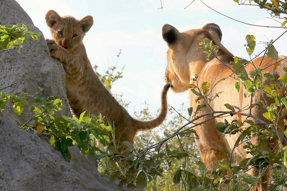 Cedarberg Travel | Family Kruger Safari & Mozambique Breakaway