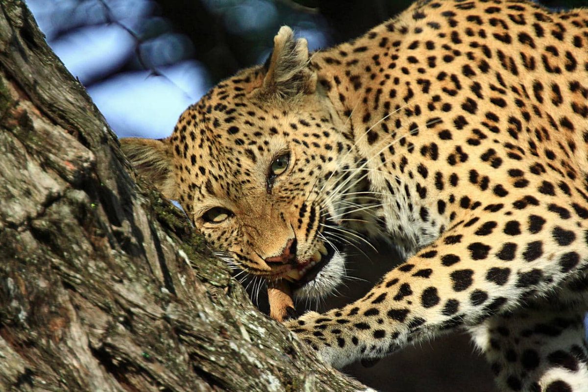 Cedarberg Travel | Kwando Lebala Camp