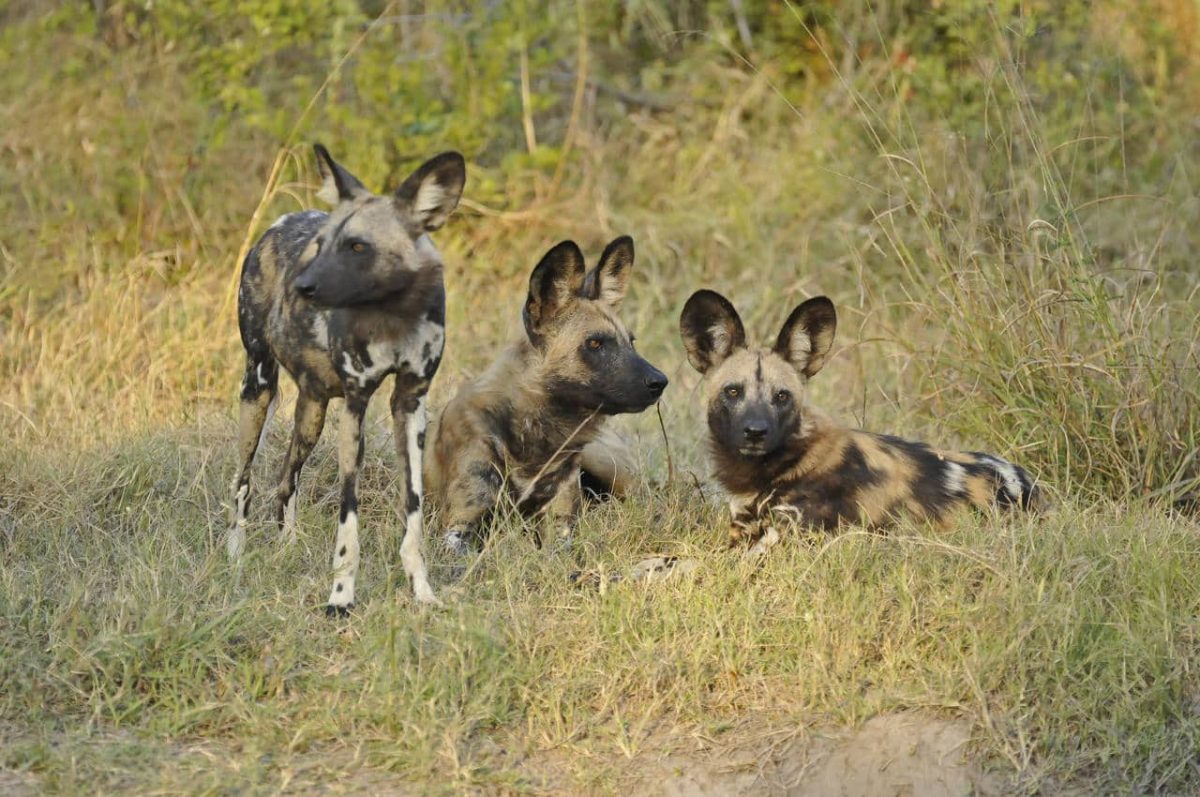 Cedarberg Travel | Discover Botswana Safari