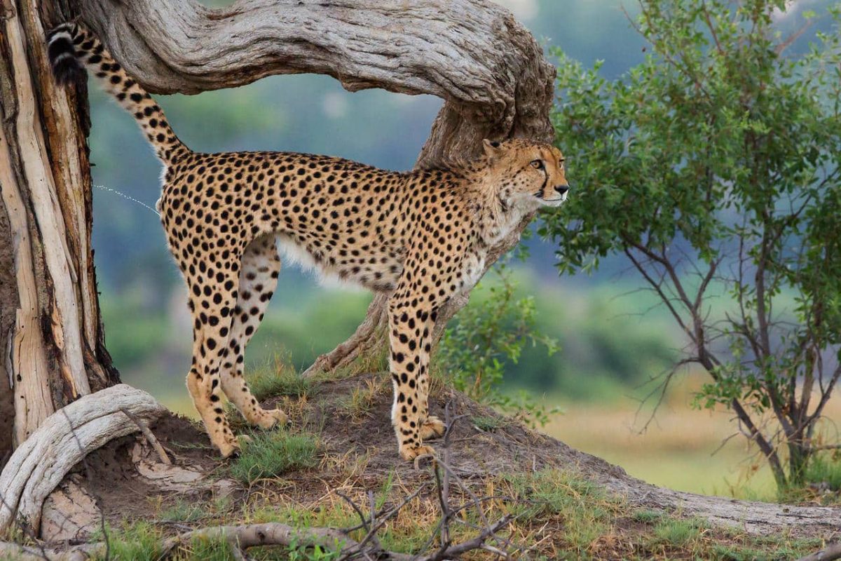 Cedarberg Travel | Discover Botswana Safari