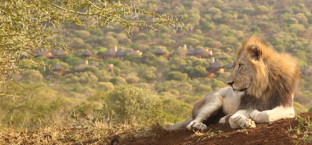 Cedarberg Travel | Thanda Safari Lodge
