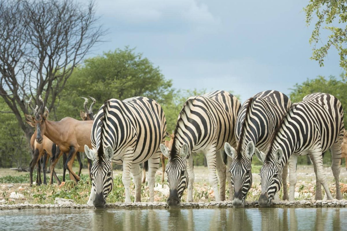 Cedarberg Travel | Ongava Lodge
