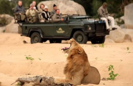 Malaria & Mosquitoes: Navigating Your African Safari Safely
