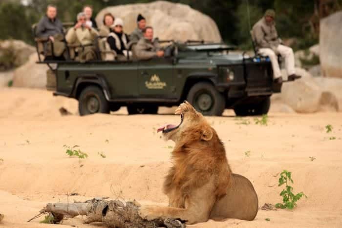 Malaria & Mosquitoes: Navigating Your African Safari Safely