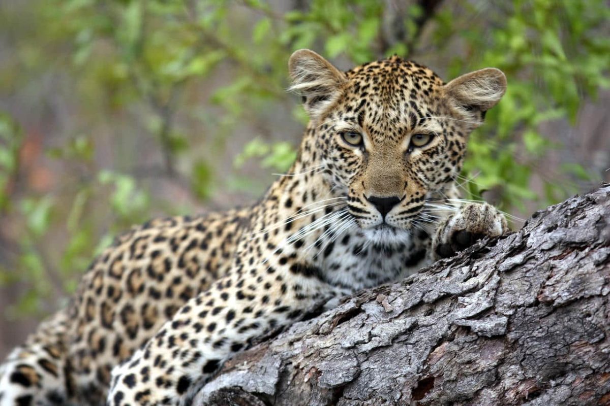 Cedarberg Travel | Savanna Private Game Reserve