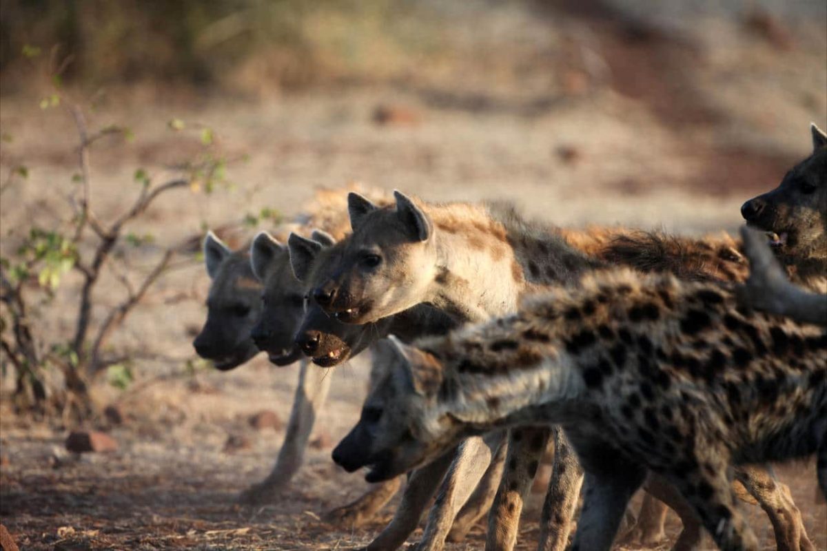 Cedarberg Travel | Mashatu Tuli Safari Lodge
