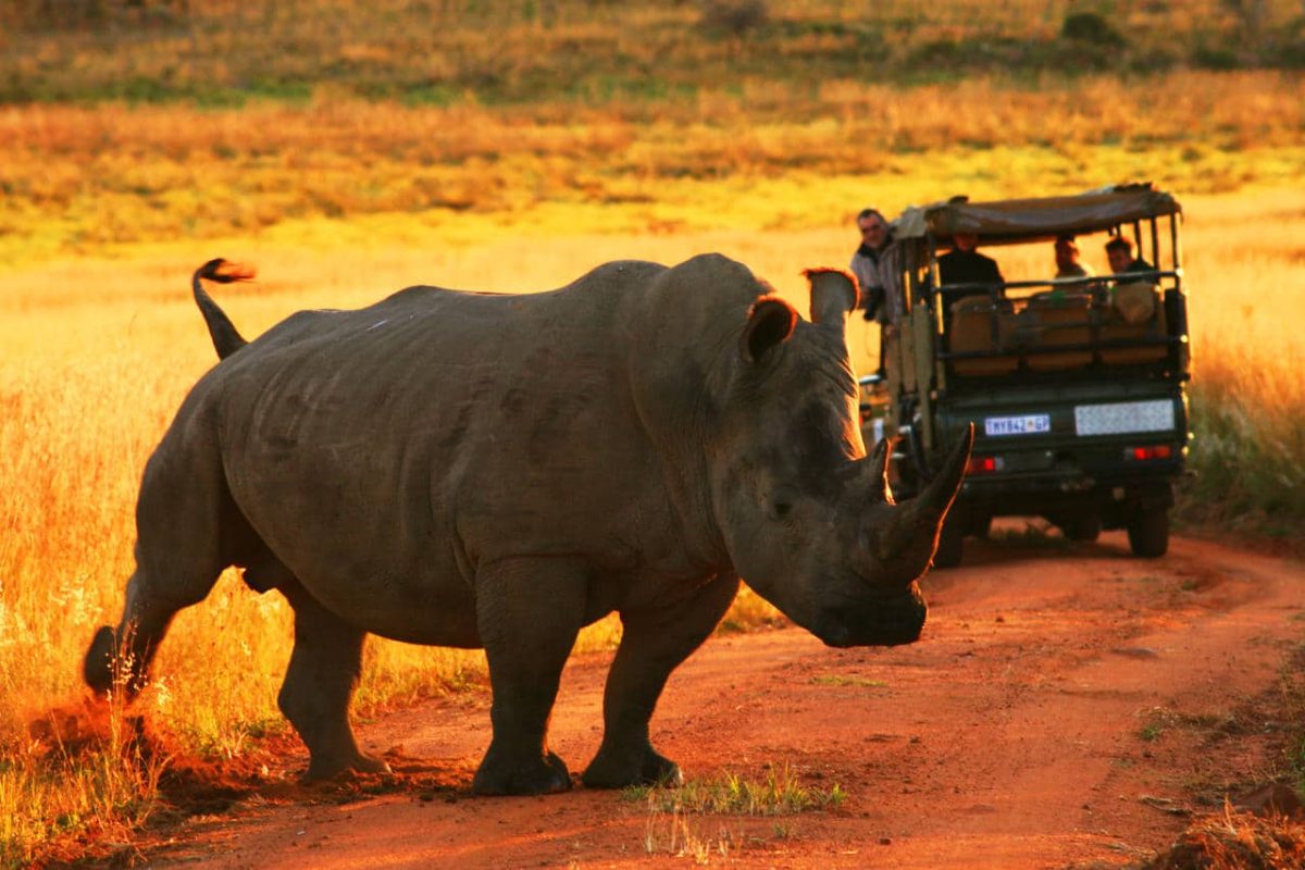 Cedarberg Travel | Welgevonden Safari Getaway