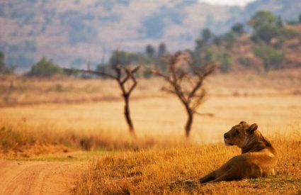 Welgevonden Safari Getaway