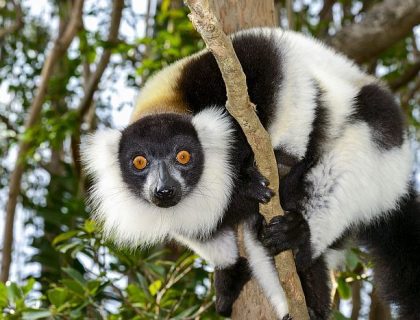 Madascar safari - Andasibe Mantadia black white ruffed lemur
