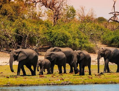 Ultimate Botswana Family Safari