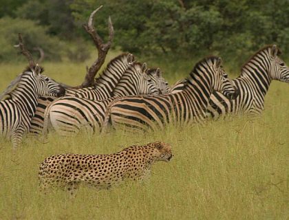 Discover Botswana Safari