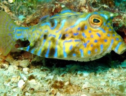 Madagascar diving