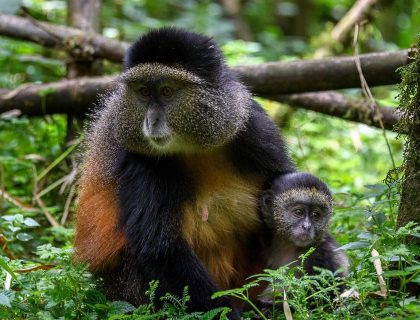 Best of Rwanda