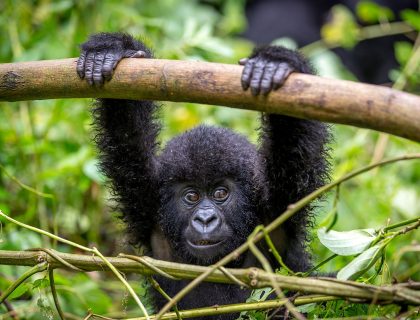 Gorilla Mountain Snapshot in Rwanda