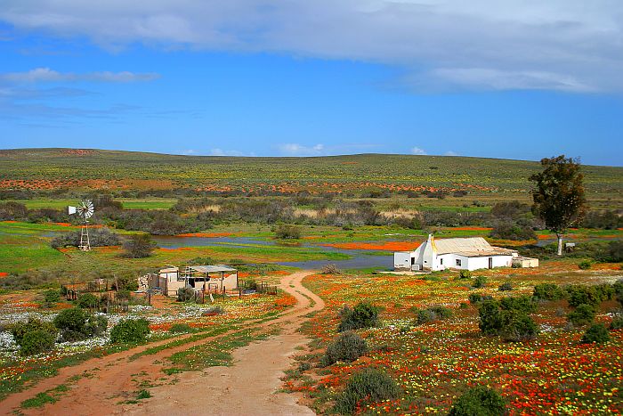 Self-drive holiday in South Africa - Flowers in Namaqualand